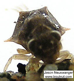 Baetisca laurentina (Armored Mayfly) Mayfly Nymph