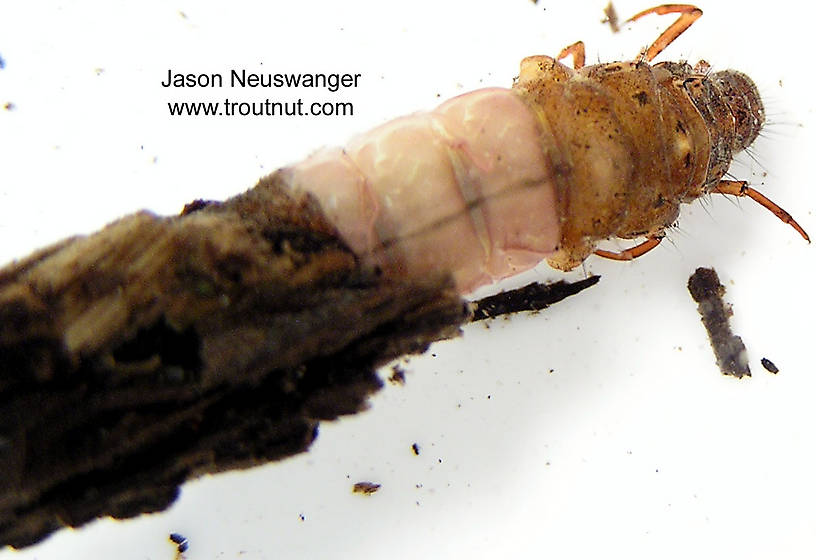 Limnephilidae (Northern Caddisflies) Caddisfly Larva from unknown in Wisconsin