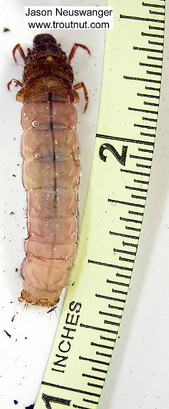 Limnephilidae (Northern Caddisflies) Caddisfly Larva from unknown in Wisconsin