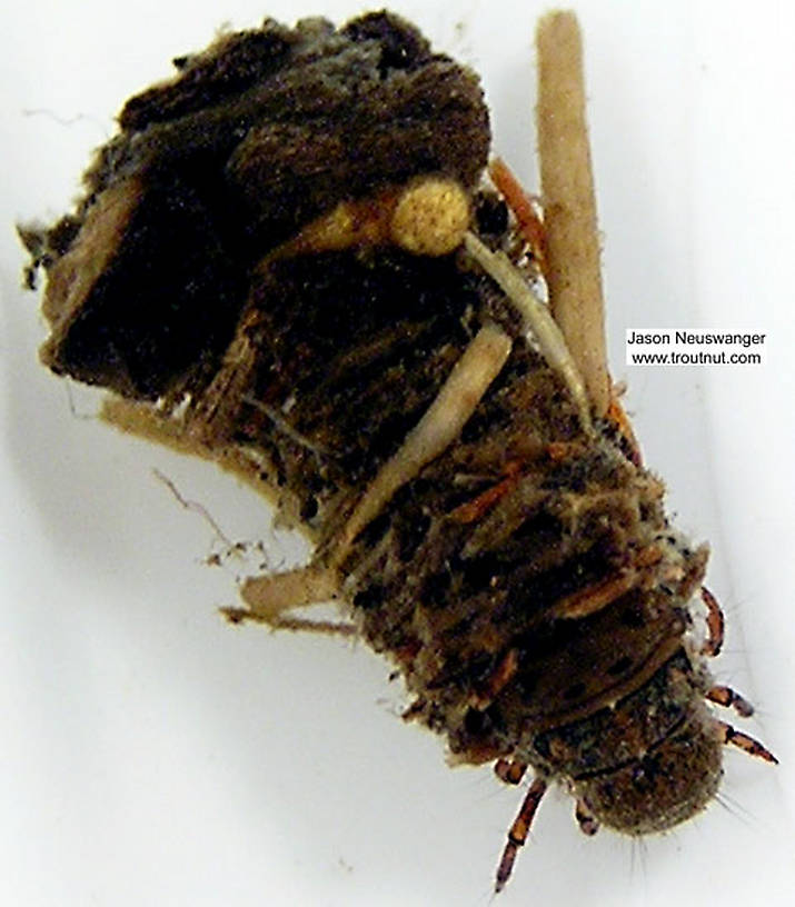 Limnephilidae (Northern Caddisflies) Caddisfly Larva from unknown in Wisconsin