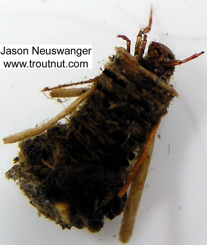 Limnephilidae (Northern Caddisflies) Caddisfly Larva from unknown in Wisconsin