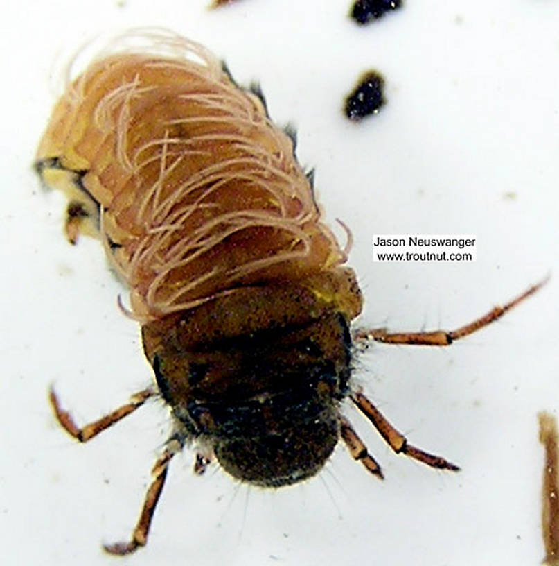 Limnephilidae (Northern Caddisflies) Caddisfly Larva from unknown in Wisconsin