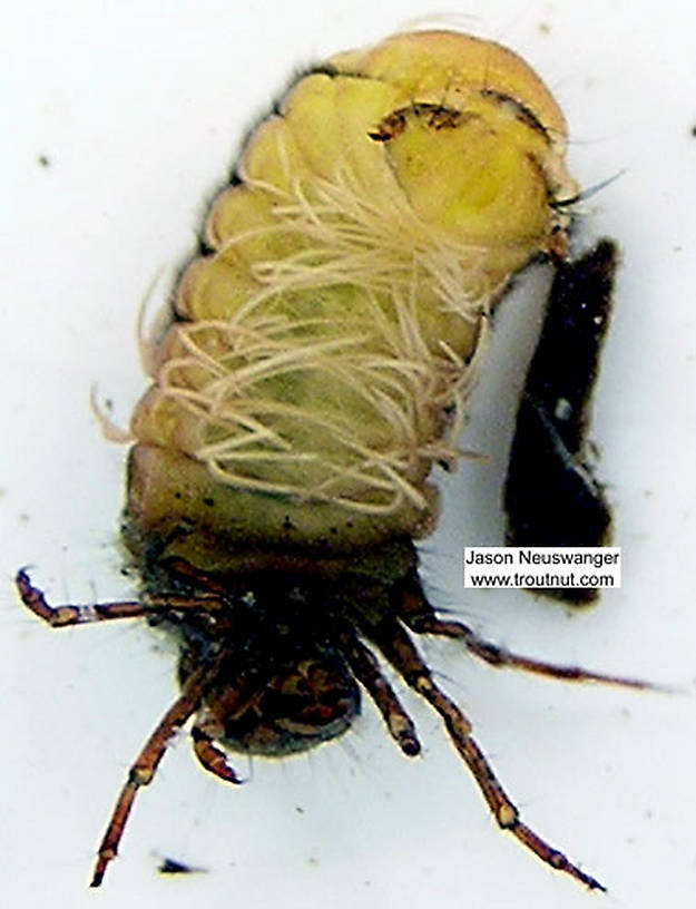 Limnephilidae (Northern Caddisflies) Caddisfly Larva from unknown in Wisconsin