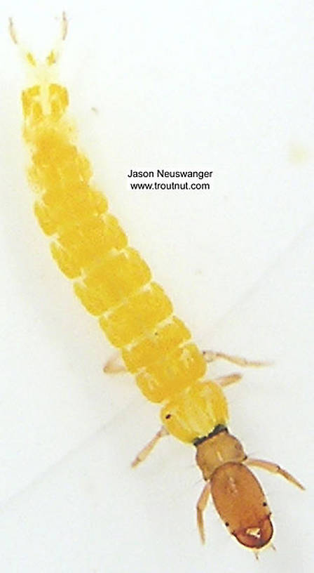 Chimarra (Little Black Sedges) Caddisfly Larva from unknown in Wisconsin