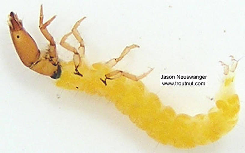 Chimarra (Little Black Sedges) Caddisfly Larva from unknown in Wisconsin