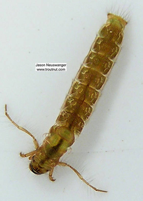 Molanna (Gray Checkered Sedges) Caddisfly Larva from unknown in Wisconsin