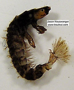 Hydropsychidae  Caddisfly Larva