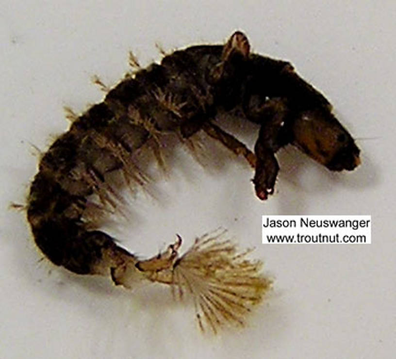 Hydropsychidae Caddisfly Larva from unknown in Wisconsin