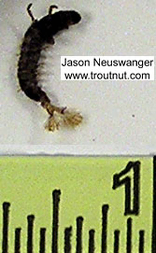 Hydropsychidae Caddisfly Larva from unknown in Wisconsin