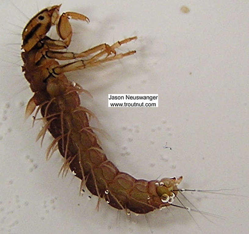 Phryganeidae Caddisfly Larva from unknown in Wisconsin