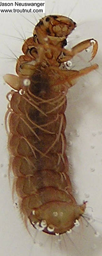 Phryganeidae Caddisfly Larva from unknown in Wisconsin