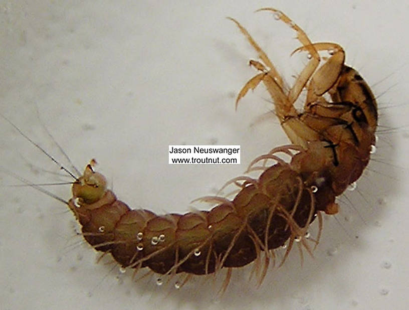 Phryganeidae Caddisfly Larva from unknown in Wisconsin