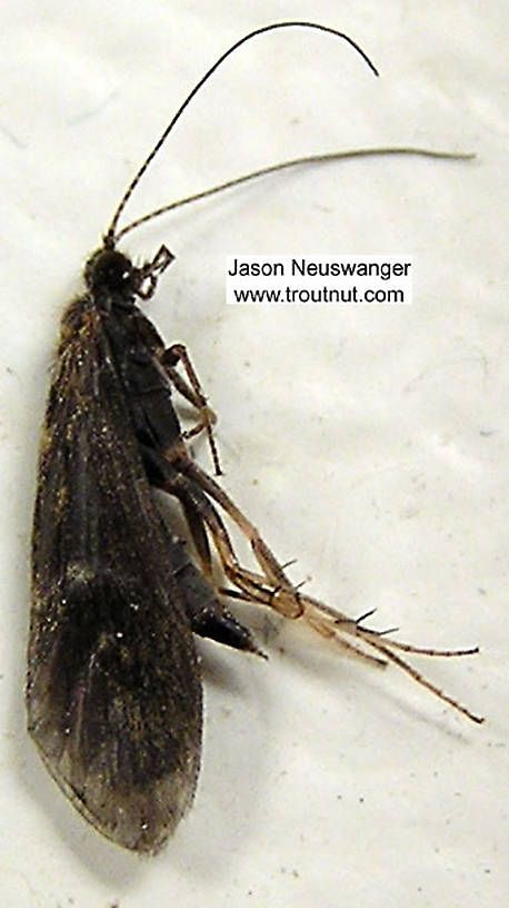 Female Trichoptera (Caddisflies) Caddisfly Adult from unknown in Wisconsin