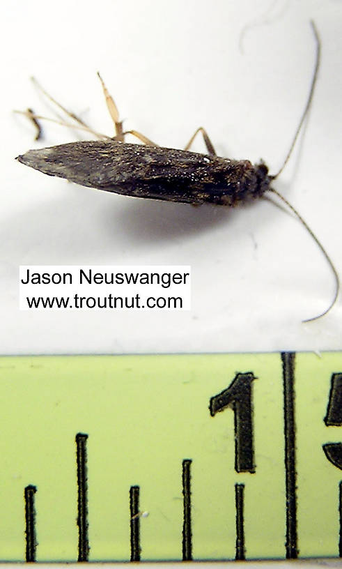 Female Trichoptera (Caddisflies) Caddisfly Adult from unknown in Wisconsin