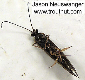 Trichoptera (Caddisflies) Insect Adult