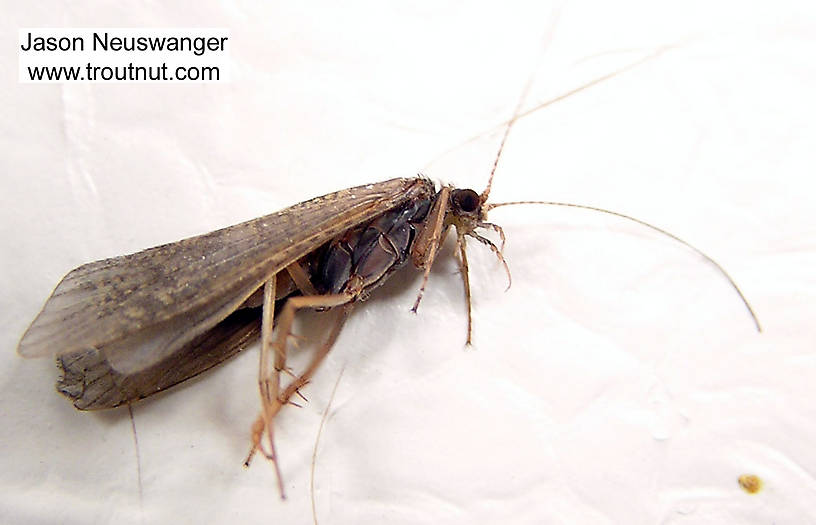 Female Hydropsyche (Spotted Sedges) Caddisfly Adult from unknown in Wisconsin