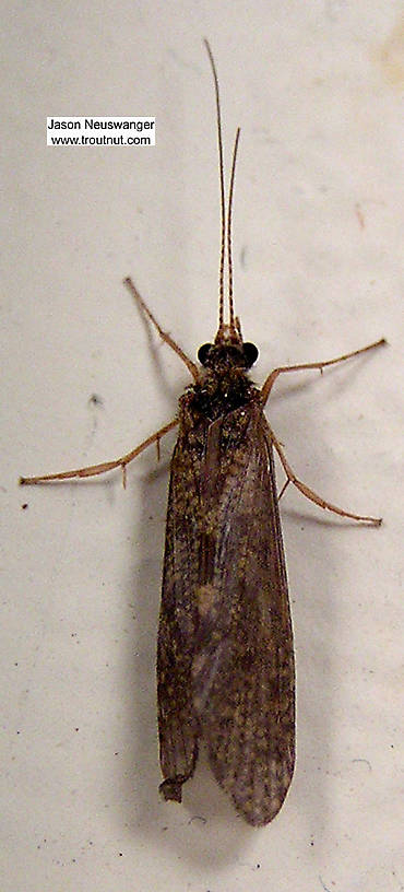 Female Hydropsyche (Spotted Sedges) Caddisfly Adult from unknown in Wisconsin