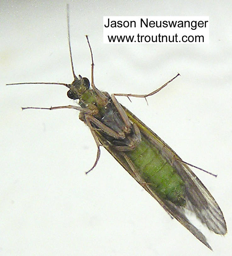 Female Cheumatopsyche (Little Sister Sedges) Caddisfly Adult from unknown in Wisconsin