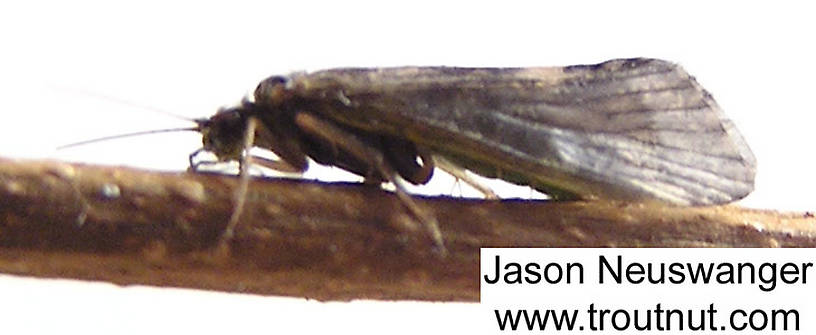 Female Cheumatopsyche (Little Sister Sedges) Caddisfly Adult from unknown in Wisconsin