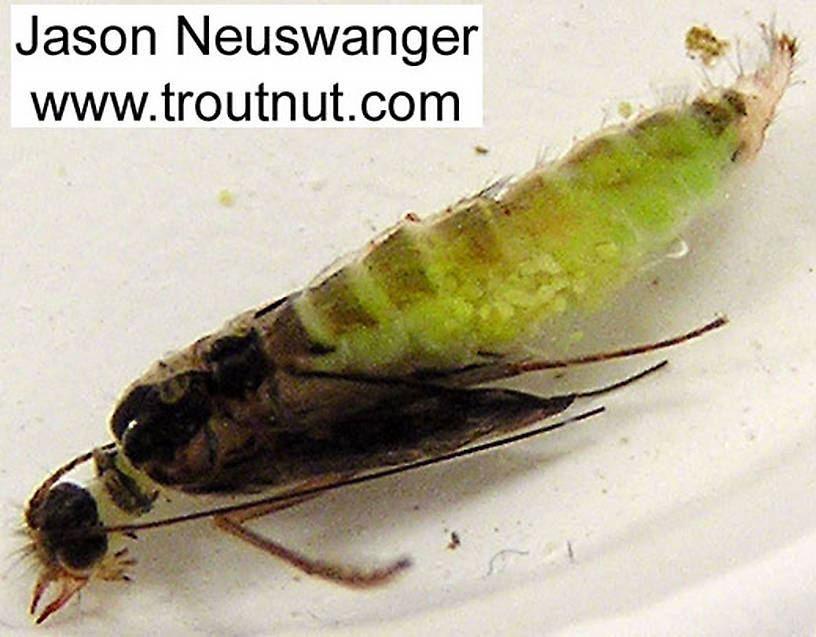 Cheumatopsyche (Little Sister Sedges) Caddisfly Pupa from the Namekagon River in Wisconsin