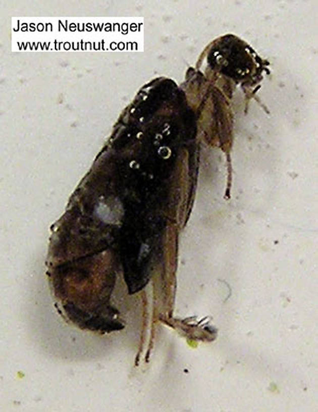 Trichoptera (Caddisflies) Caddisfly Pupa from the Namekagon River in Wisconsin