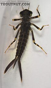 Male Heptagenia adaequata  Mayfly Spinner