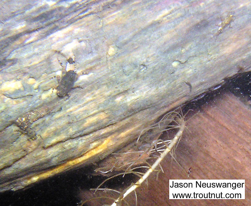 A large Ephemerella subvaria nymphs clings to a log along with a couple smaller mayfly nymphs.  In this picture: Mayfly Species Ephemerella subvaria (Hendrickson). From the Namekagon River in Wisconsin.