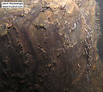 Some large Ephemerella mayfly nymphs cling to a log.  In the background, hundreds of Simuliidae black fly larvae swing in large clusters in the current.  In this picture: Mayfly Species Ephemerella subvaria (Hendrickson), True Fly Family Simuliidae (Black Flies), and Mayfly Species Ephemerella invaria (Sulphur Dun). From the Namekagon River in Wisconsin.