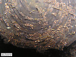 The top of this stump is covered with mayfly and caddisfly life.  In this picture: Insect Order Trichoptera (Caddisflies) and Insect Order Ephemeroptera (Mayflies). From the Namekagon River in Wisconsin.