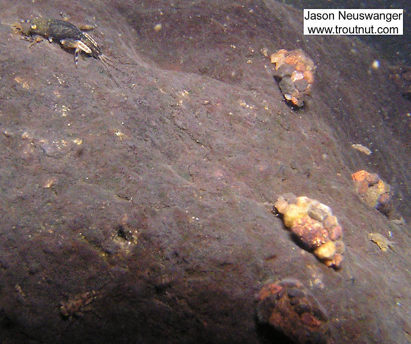 There's a large Ephemerella subvaria nymph in the top left.  In this picture: Mayfly Species Ephemerella invaria (Sulphur Dun), Insect Order Trichoptera (Caddisflies), and Mayfly Species Ephemerella subvaria (Hendrickson). From the Namekagon River in Wisconsin.