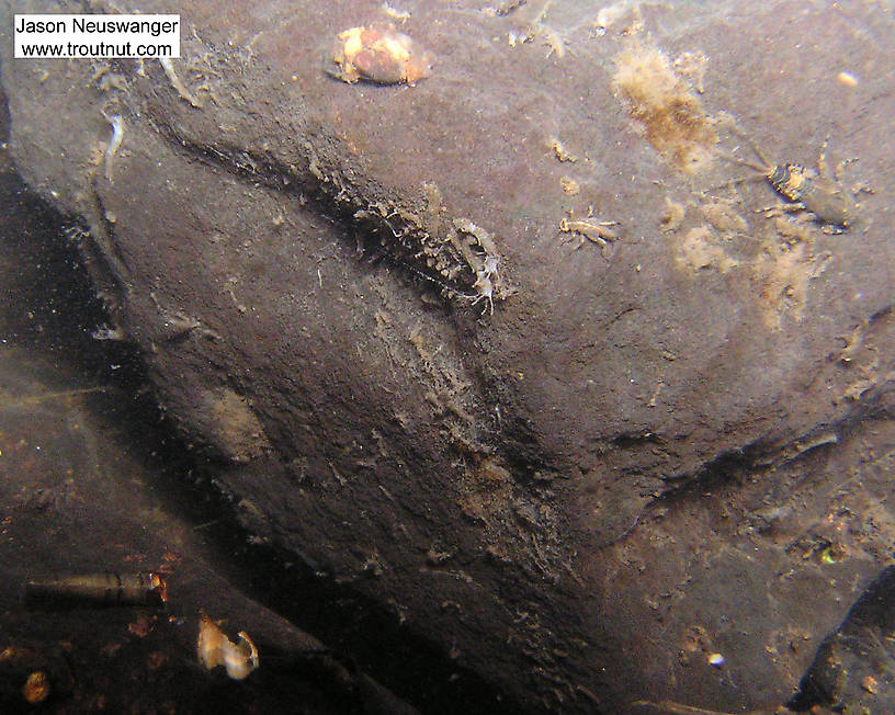 In this picture: Insect Order Trichoptera (Caddisflies) and Mayfly Species Ephemerella subvaria (Hendrickson). From the Namekagon River in Wisconsin.