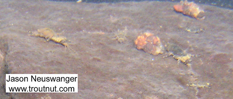 In this picture: Insect Order Trichoptera (Caddisflies) and Mayfly Species Ephemerella subvaria (Hendrickson). From the Namekagon River in Wisconsin.