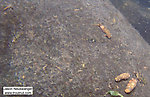 In this picture: Insect Order Trichoptera (Caddisflies) and Mayfly Species Ephemerella subvaria (Hendrickson). From the Namekagon River in Wisconsin.