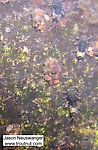 Three big Ephemerella subvaria mayfly nymphs share a rock with some cased caddis larvae.  In this picture: Mayfly Species Ephemerella subvaria (Hendrickson) and Saddle-case Maker Genus Glossosoma (Little Brown Short-horned Sedges). From the Namekagon River in Wisconsin.