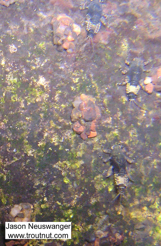 Three big Ephemerella subvaria mayfly nymphs share a rock with some cased caddis larvae.  In this picture: Mayfly Species Ephemerella subvaria (Hendrickson) and Saddle-case Maker Genus Glossosoma (Little Brown Short-horned Sedges). From the Namekagon River in Wisconsin.