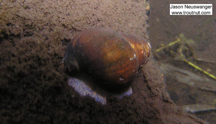 In this picture: Animal Class Gastropoda (Snails). From the Namekagon River in Wisconsin.