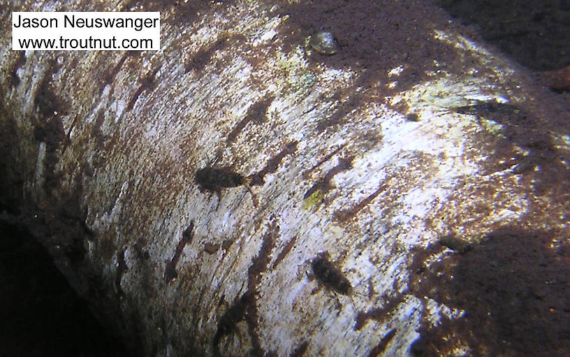 In this picture: Mayfly Species Ephemerella invaria (Sulphur Dun). From the Namekagon River in Wisconsin.