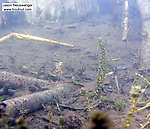 A careful look at this picture reveals at least three water boatmen swimming around.  In this picture: True Bug Family Corixidae (Water Boatmen). From the Namekagon River in Wisconsin.