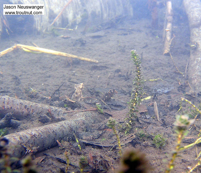 A careful look at this picture reveals at least three water boatmen swimming around.  In this picture: True Bug Family Corixidae (Water Boatmen). From the Namekagon River in Wisconsin.