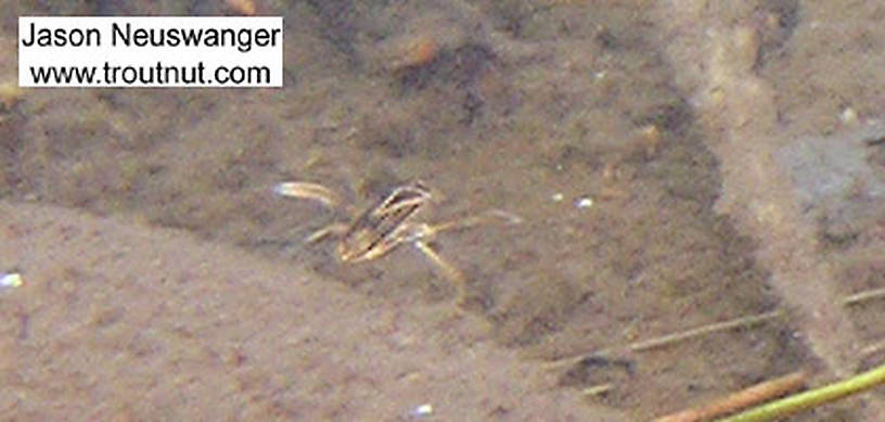 A water boatman flees the camera.  In this picture: True Bug Family Corixidae (Water Boatmen). From the Namekagon River in Wisconsin.