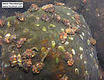 The white blotches on this rock are Leucotrichia caddisfly cases, and the wispy tubes are cases made by a type of midge.  In this picture: Mayfly Species Ephemerella invaria (Sulphur Dun), Caddisfly Species Leucotrichia pictipes (Ring Horn Microcaddis), and True Fly Family Chironomidae (Midges). From the Namekagon River in Wisconsin.