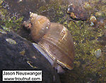 In this picture: Insect Order Trichoptera (Caddisflies) and Animal Class Gastropoda (Snails). From the Namekagon River in Wisconsin.