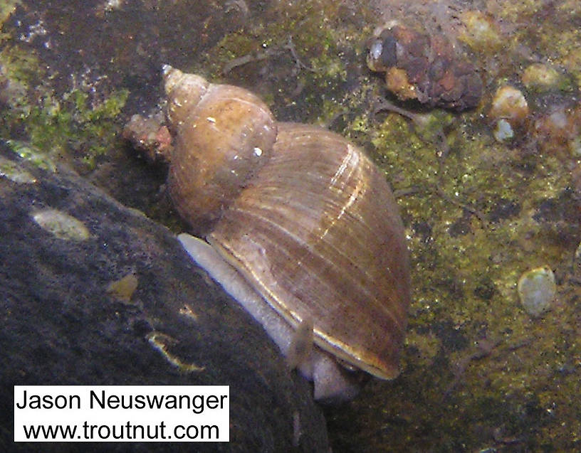 In this picture: Insect Order Trichoptera (Caddisflies) and Animal Class Gastropoda (Snails). From the Namekagon River in Wisconsin.