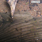 This log houses several Ephemerella mayfly nymphs and, on the top right, an Epeorus mayfly nymph.  In this picture: Mayfly Species Ephemerella invaria (Sulphur Dun) and Mayfly Genus Epeorus (Little Maryatts). From the Namekagon River in Wisconsin.