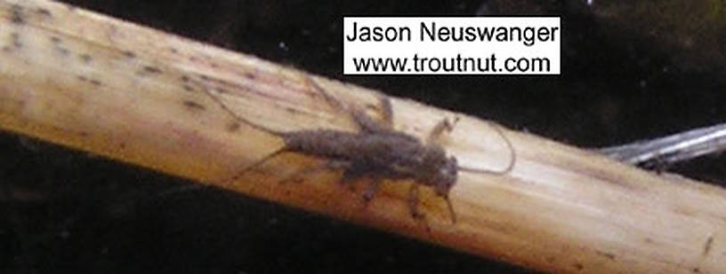 In this picture: Stonefly Family Taeniopterygidae (Willowflies). From the Namekagon River in Wisconsin.