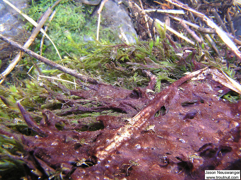 A large school of water boatman swims over a strange purple substance at a crystal clear spring.  In this picture: True Bug Family Corixidae (Water Boatmen). From Mystery Creek # 90 in Wisconsin.