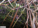 In this picture: True Bug Family Corixidae (Water Boatmen). From Mystery Creek # 90 in Wisconsin.