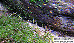 A couple tiny aquatic mites are clinging to this rock.  In this picture: Arthropod Order Acari (Mites). From Mystery Creek # 90 in Wisconsin.