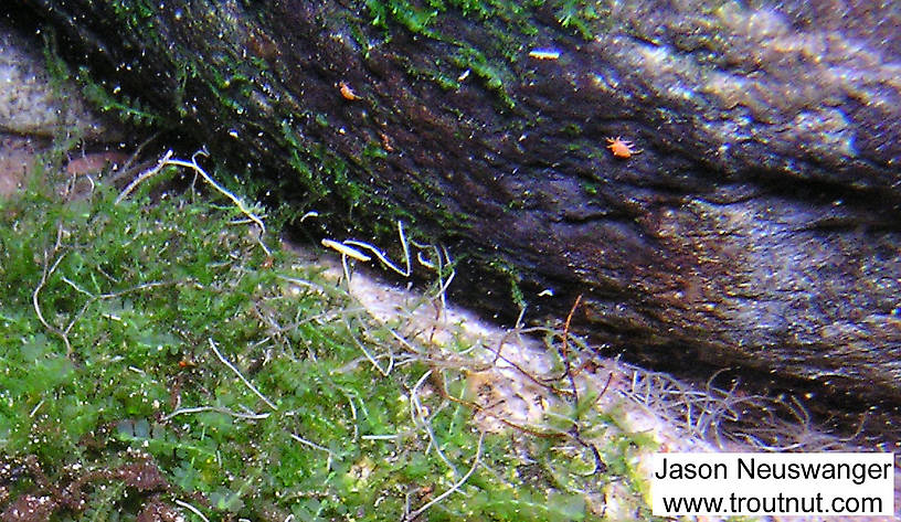 A couple tiny aquatic mites are clinging to this rock.  In this picture: Arthropod Order Acari (Mites). From Mystery Creek # 90 in Wisconsin.