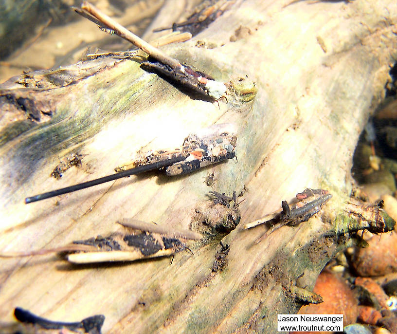 In this picture: Insect Order Trichoptera (Caddisflies). From the Bois Brule River in Wisconsin.